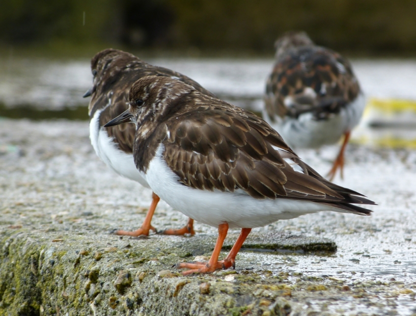 Turnstone, St Ives