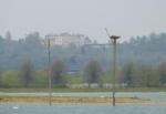 Osprey perches, Rutland Water