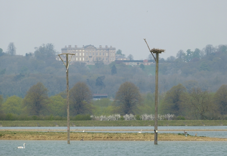 Osprey perches, Rutland Water