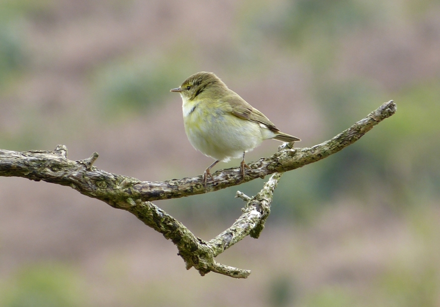 Willow Warbler, Cefn Drum