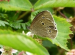 Ringlet