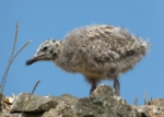 Juvenile Herring Gulls, Conwy