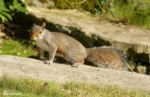 Squirrel, Conwy Valley