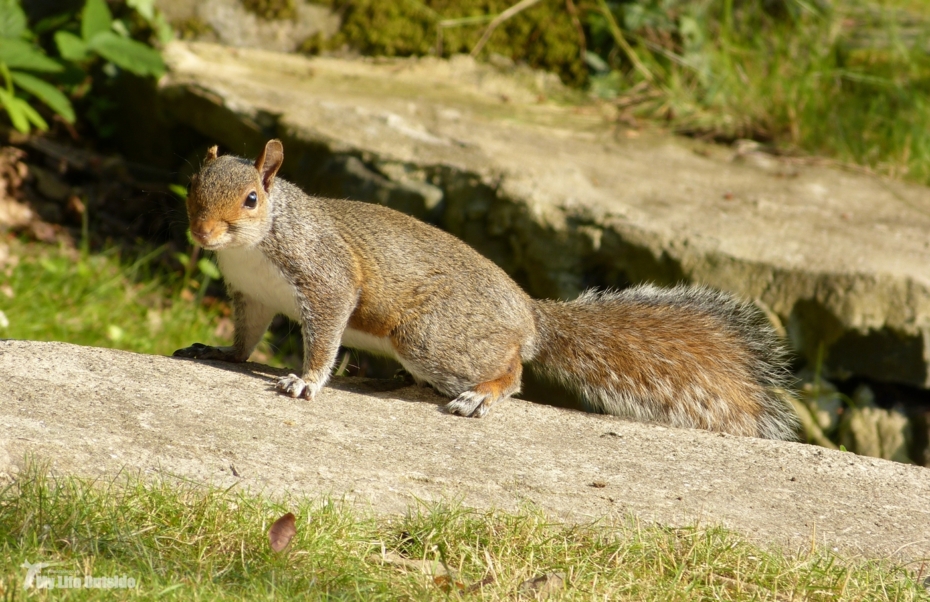 Squirrel, Conwy Valley