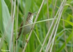 Reed Warbler, Newport Wetlands