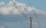 Linnets, Bryn-bach-Common