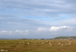 Llanrhidian Marsh, Gower