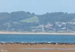 Oystercatchers, Whiteford