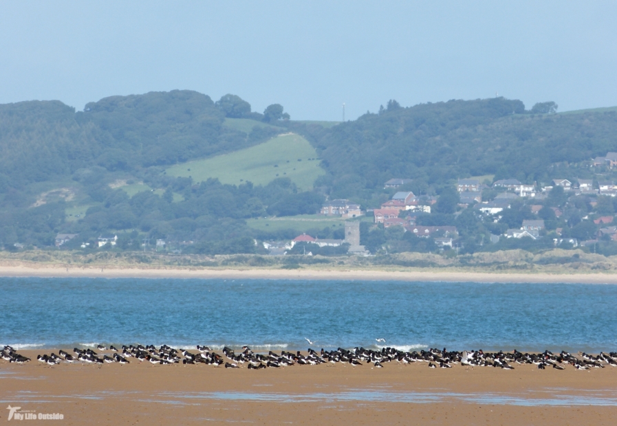 Oystercatchers, Whiteford