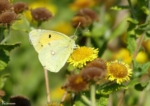 Clouded Yellow, Whiteford