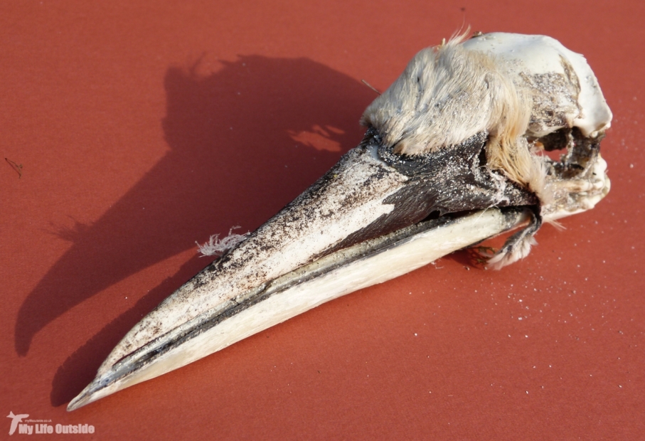 Gannet Skull