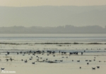 Penclawdd High Tide