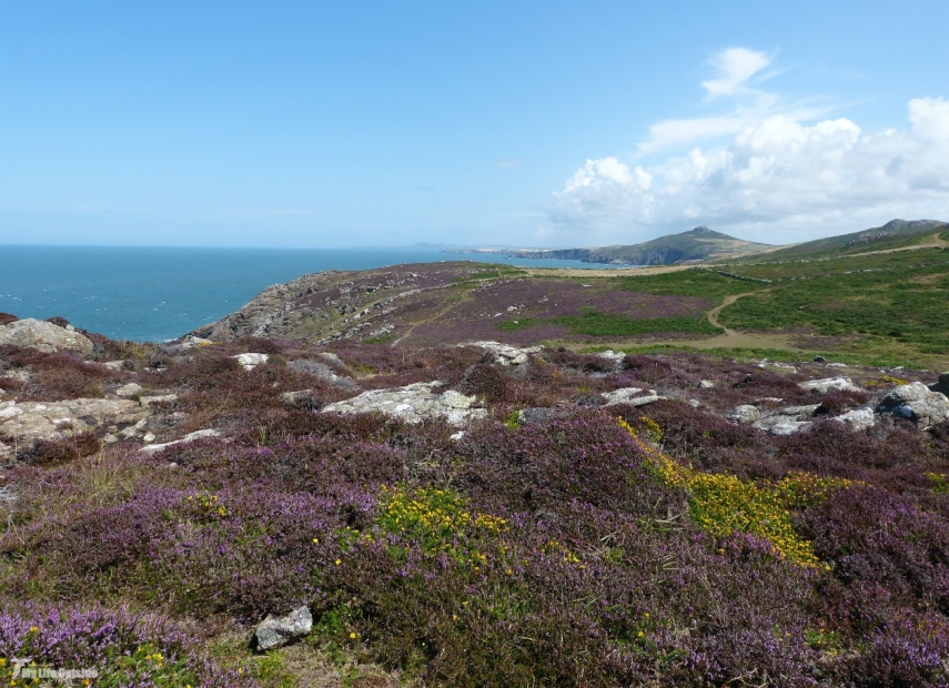 St Davids Head