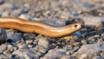 Slow Worm