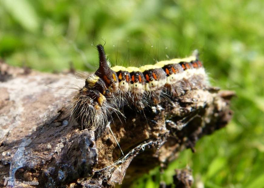 Grey Dagger Moth Caterpillar