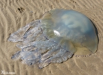 Barrel Jellyfish, Gower