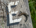 Lizard, Kenfig NNR