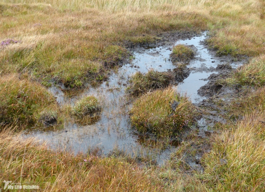 Red Deer wallowing pool, Isle of Mull