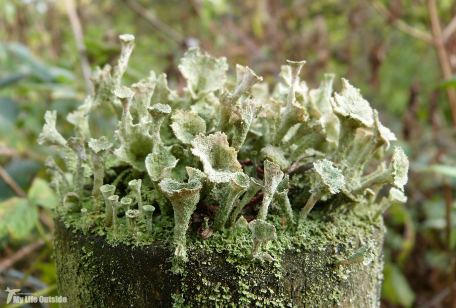 Cladonia pyxidata, Llanelli WWT