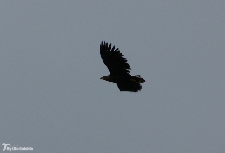 White-tailed Eagle, Isle of Mull