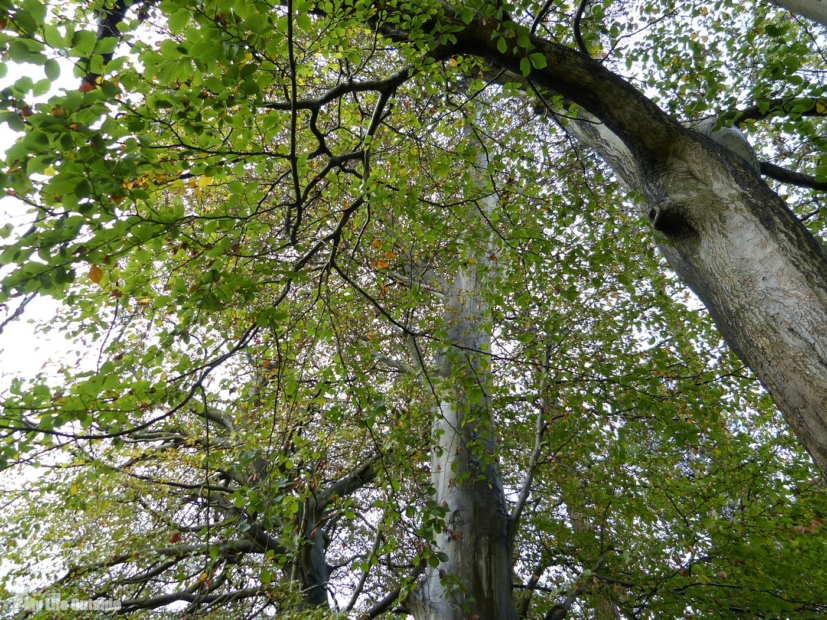 Local Beech Trees