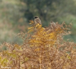 Stonechat