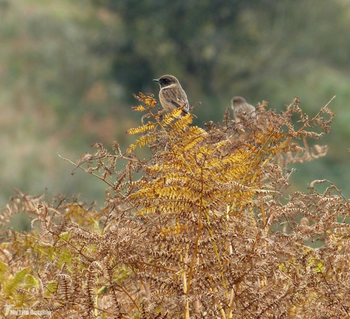 Stonechat