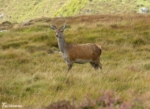 Red Deer, Isle of Mull