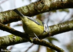 Blue Tit, WWT Llanelli