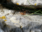 Harvestman Spider, Mewslade