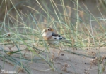 Snow Bunting, Titchwell