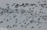 Lapwing, Llanelli WWT