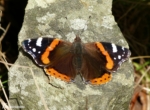 An early Red Admiral