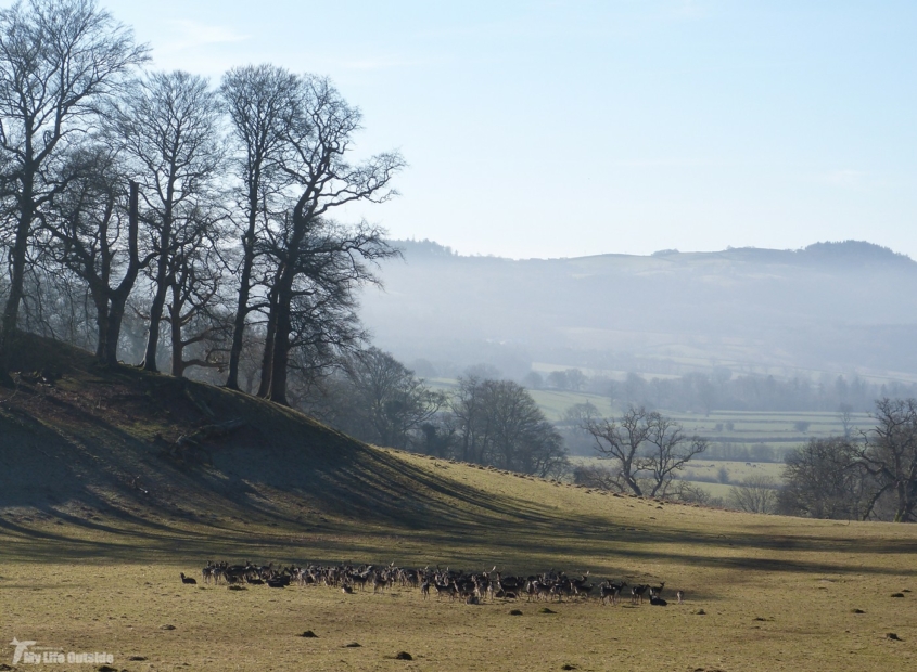 Fallow Deer, Dinefwr Park