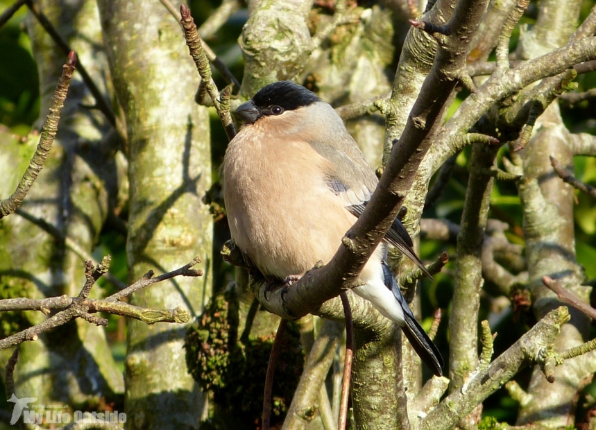 Bullfinch, Garden