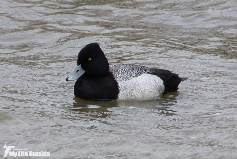 Lesser Scaup, Cosmeston