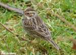 Little Bunting, Forest Farm