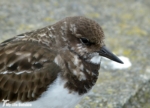 Turnstone, Penzance