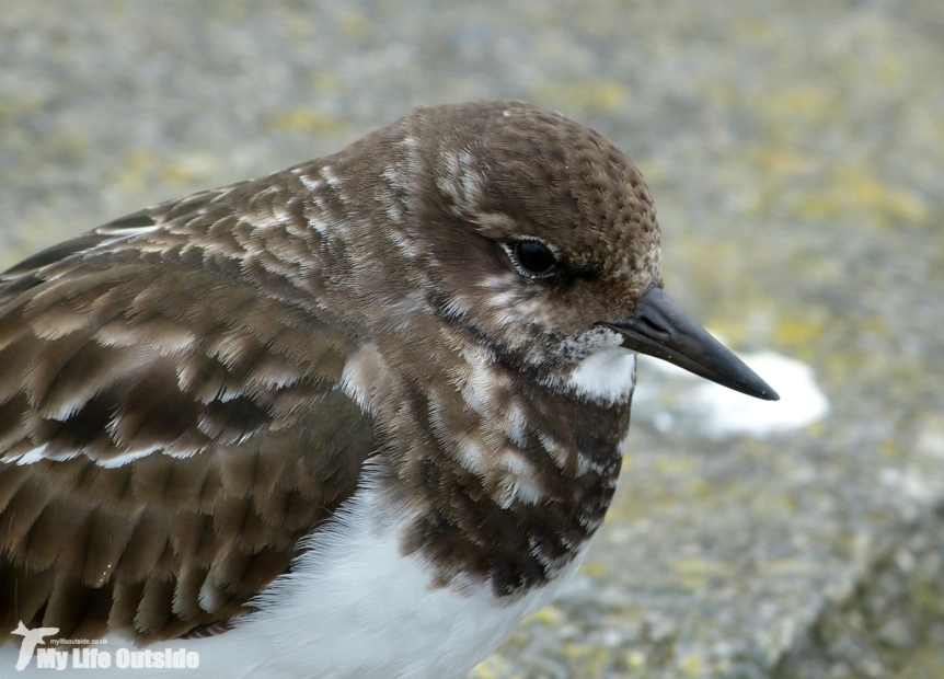 Turnstone, Penzance