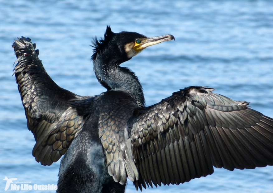 Cormorant, Cardiff