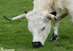 White Park Cattle, Dinefwr