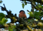 Bullfinch