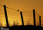 Meadow Pipit at Sunset