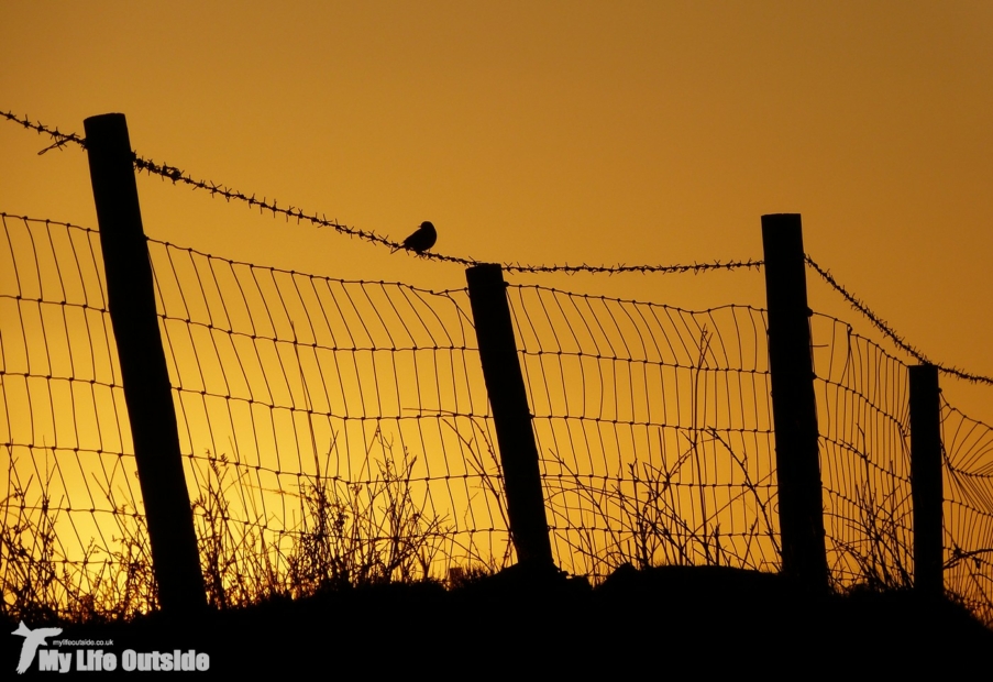 Meadow Pipit at Sunset