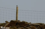 First Welsh Wheatear of the year