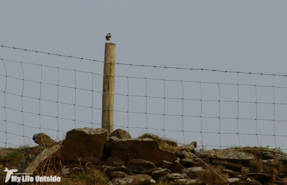 First Welsh Wheatear of the year