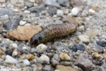 Dark Arches Caterpillar