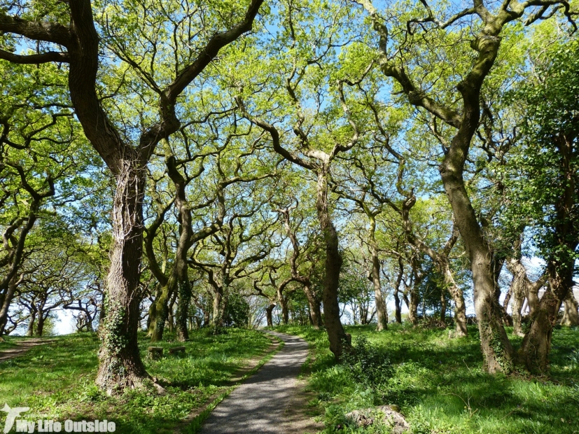 Coed Bach Woods