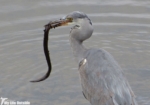 Grey Heron, Lliw Reservoirs