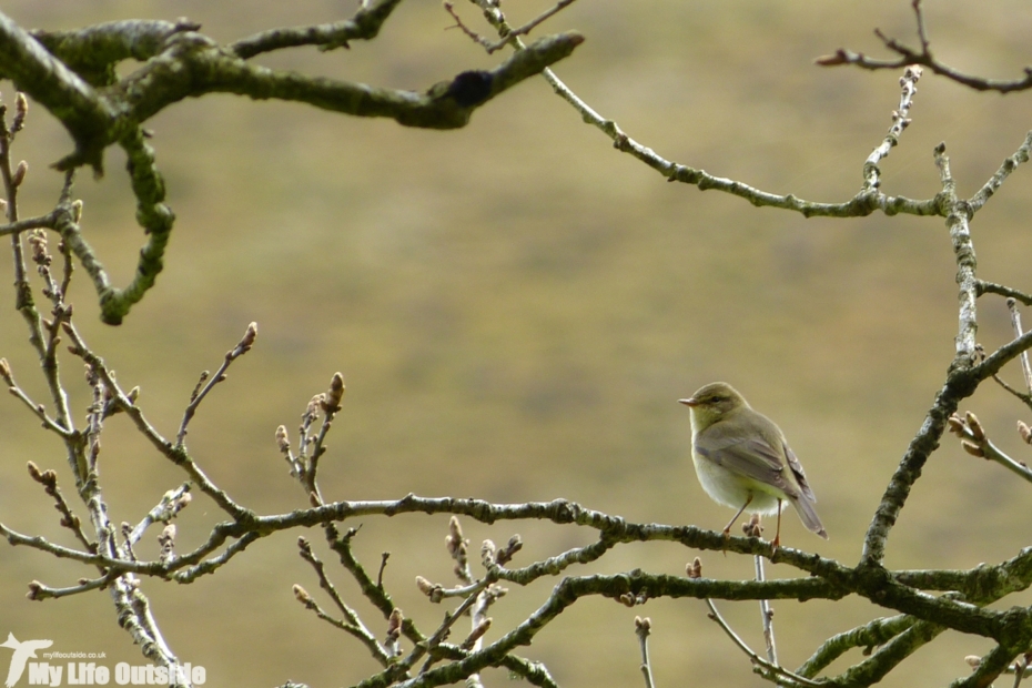 Willow Warbler, Gwenffrwd-Dinas